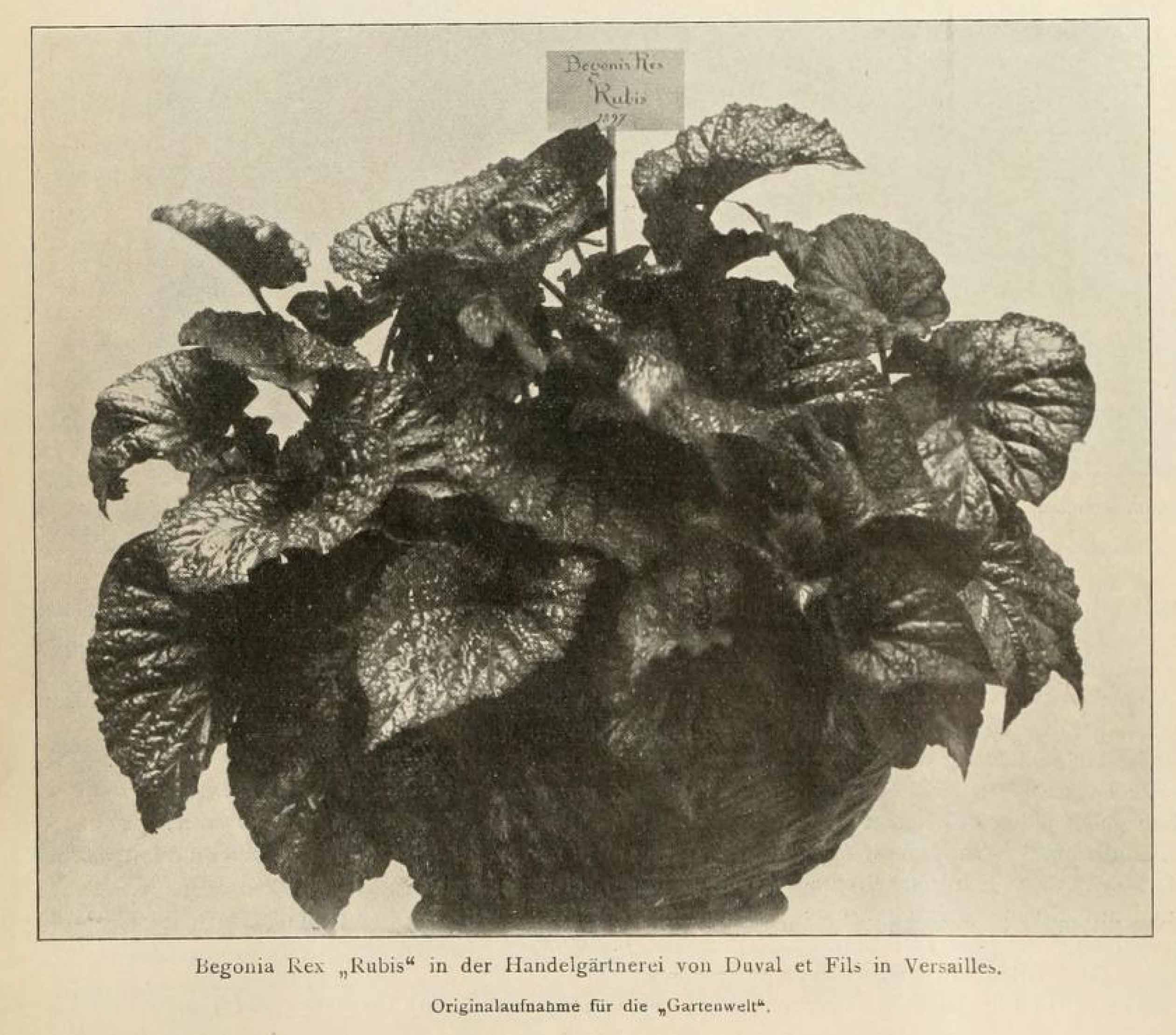 B. ‘Rubis’